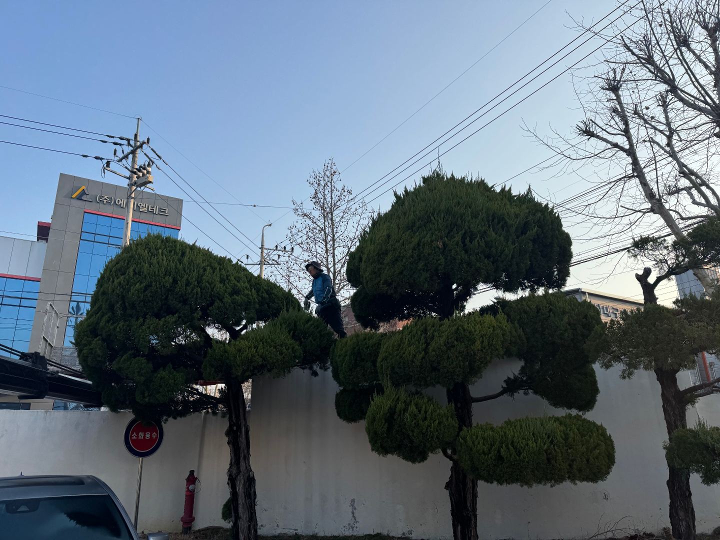 기업내 수목전지 4