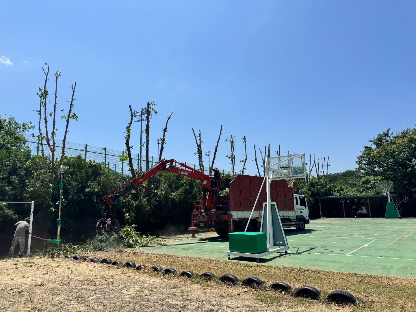 학교 위험수목 전지작업 3