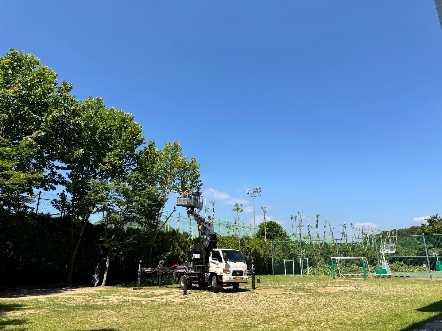 학교 위험수목 전지작업 5