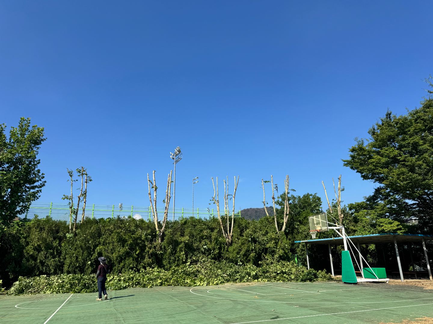 학교 위험수목 전지작업 8