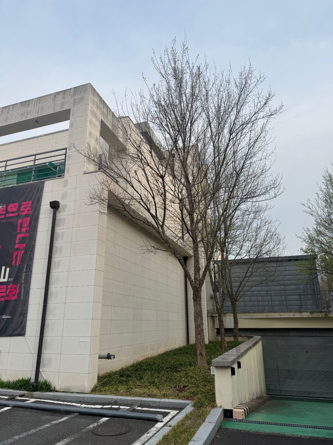 박물관 내 수목전지작업 5