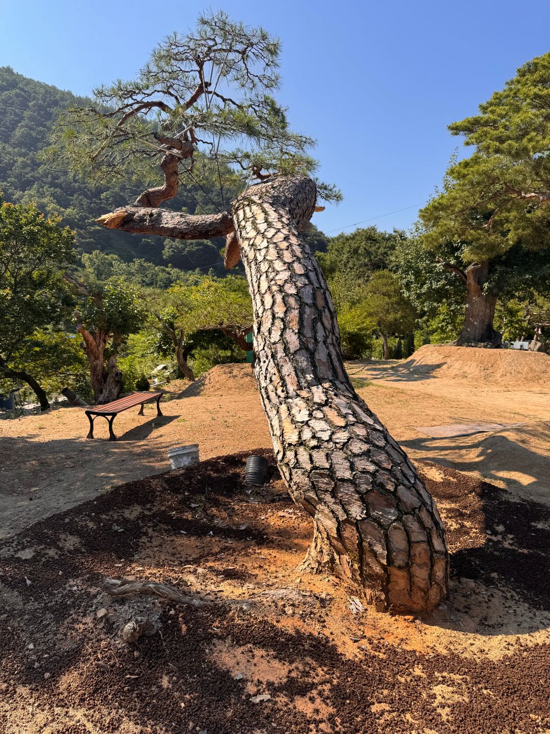 소나무 특수목 (R 65) 3