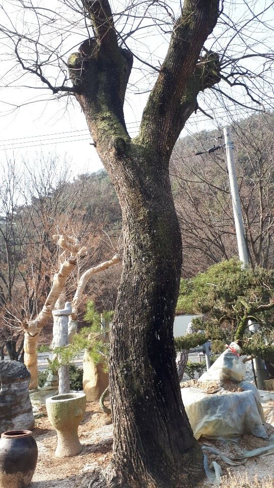 웨딩스튜디오-외부공간 조경식재공사 7