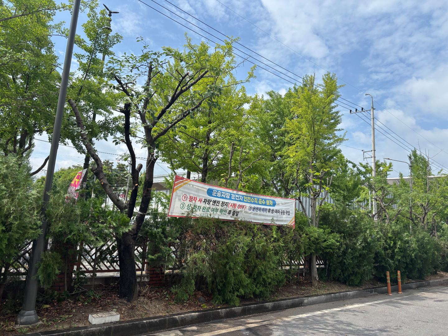 우편집중국 위험수목제거 및 전지작업 5