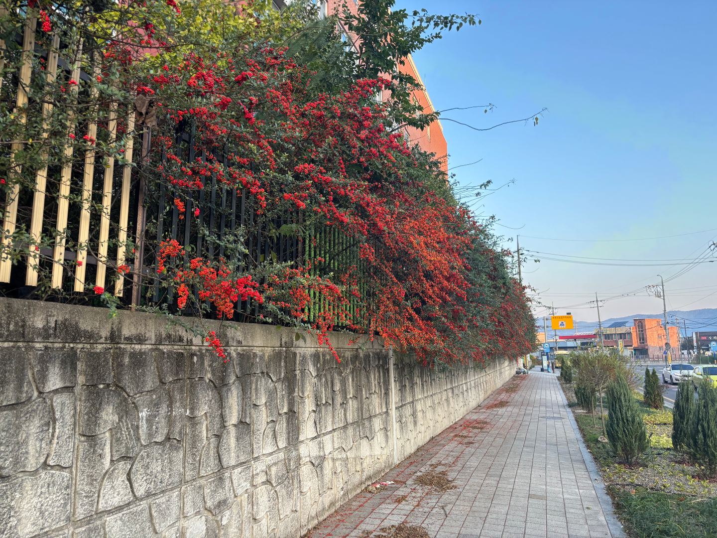 초등학교 조경관리 3