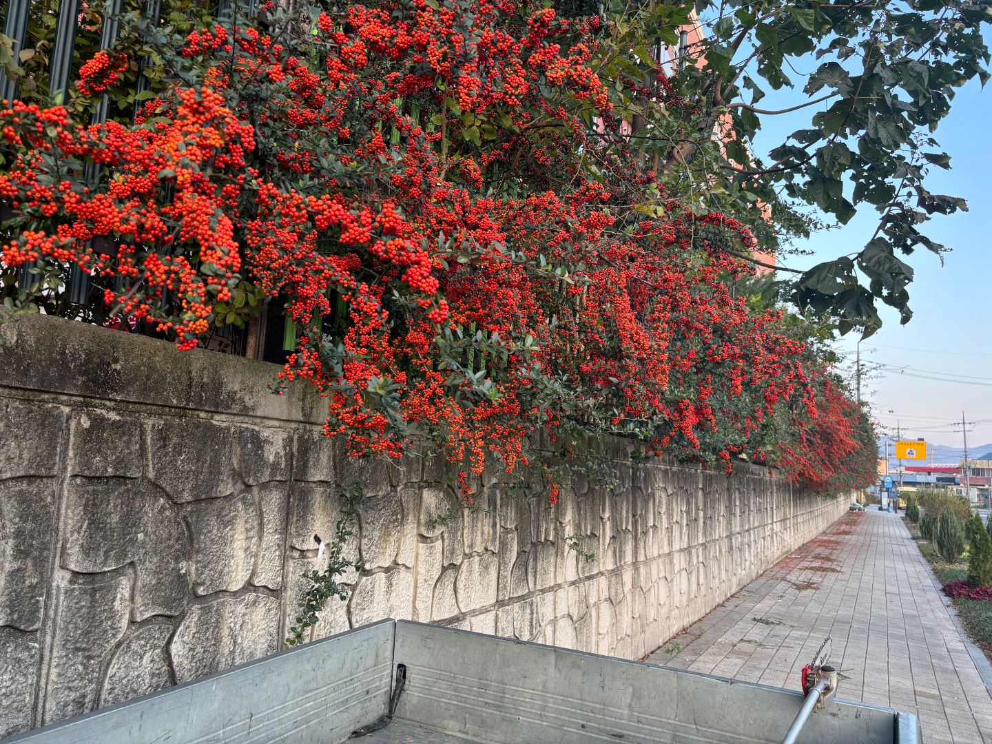 초등학교 조경관리 5
