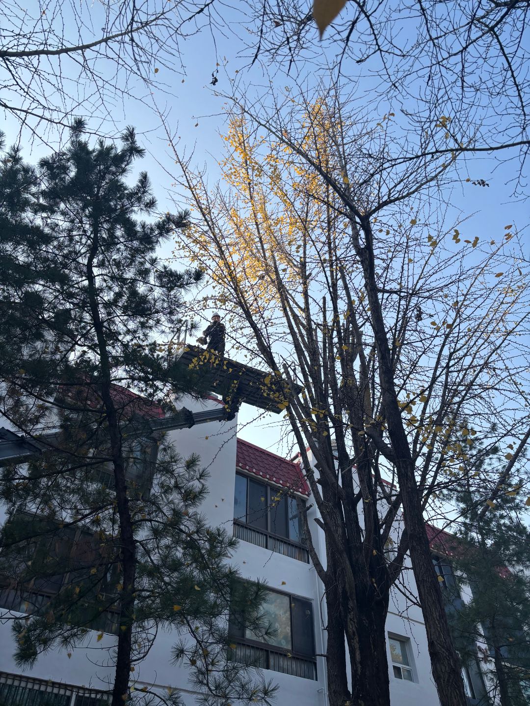 천내보성타운 위험수목제거 및 수목전지 3