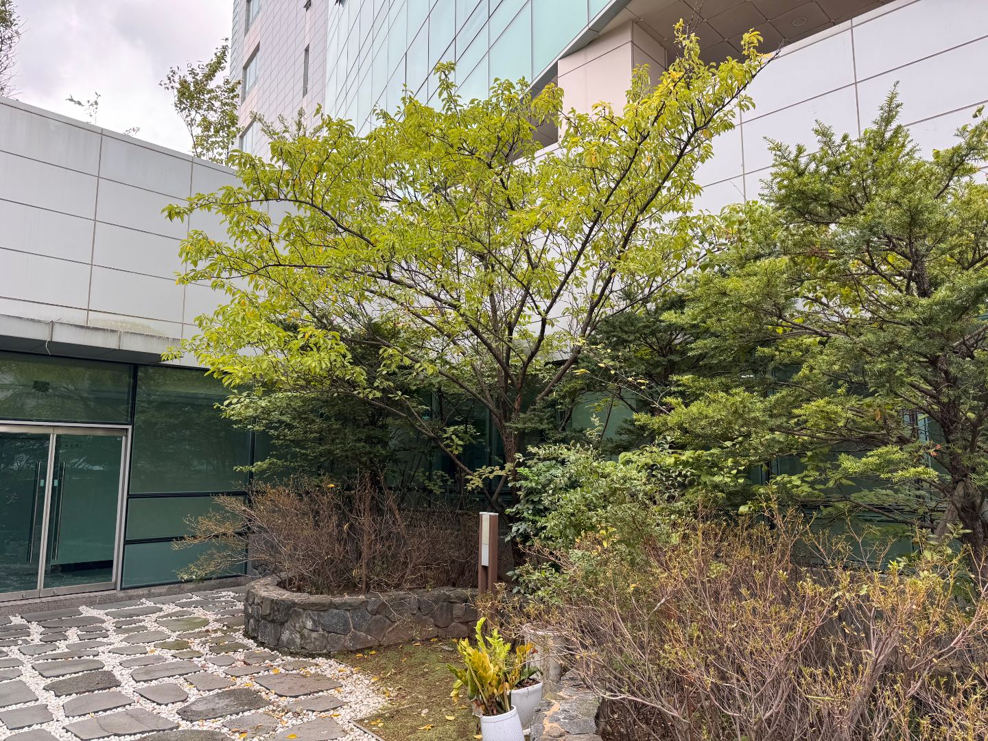 경북지방우정청 수목제거 및 전지 작업 4