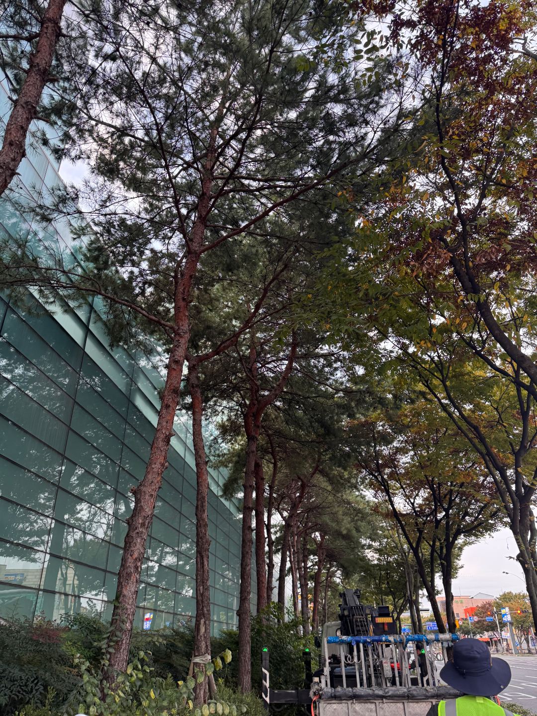 경북지방우정청 수목제거 및 전지 작업 6