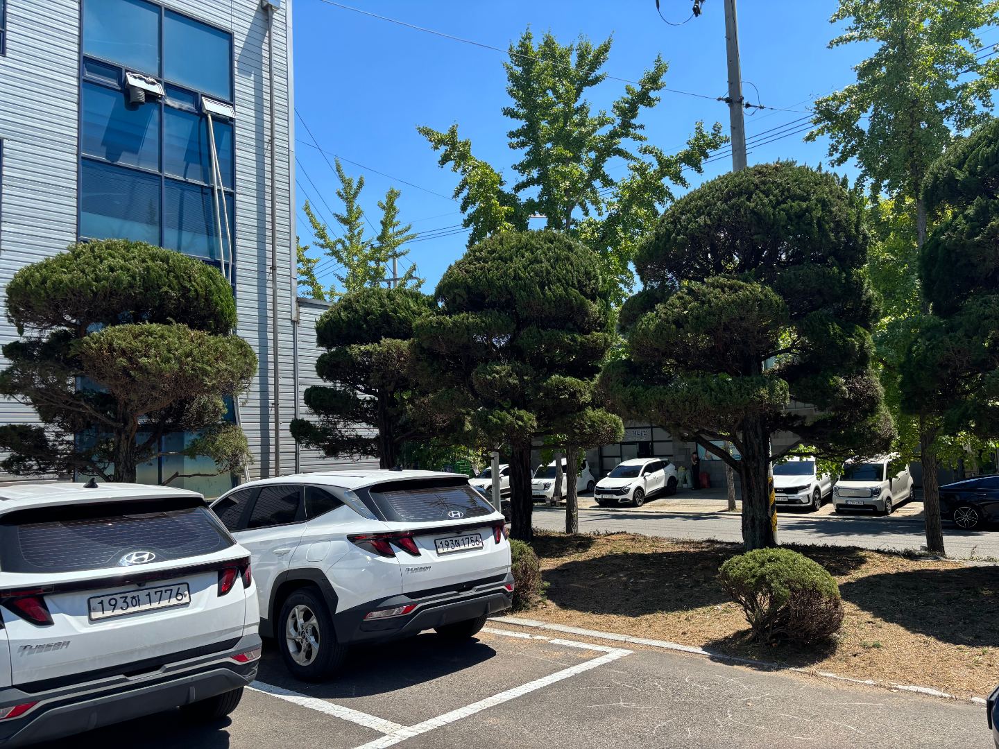 LS메카피온 기업내 수목전지 & 제거 5